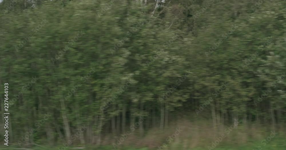 Slow motion driving plate side view of mixed forest in early autumn from moving car Slow motion driving plate side view of mixed forest in early autumn from moving car
