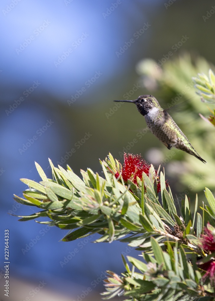 Fototapeta premium Anna's hummingbird (Calypte anna)