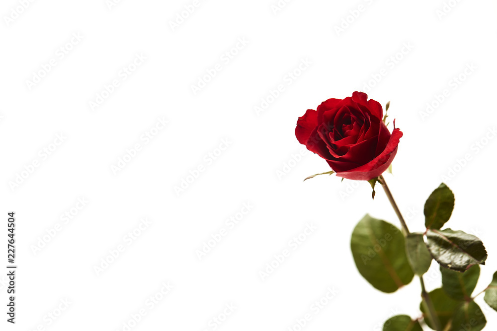 Beautiful single red rose flower Beautiful single red rose flower
