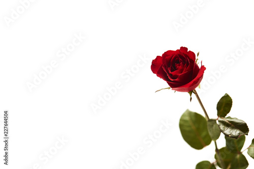 Beautiful single red rose flower