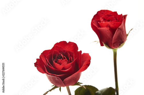 Two red rose flowers on white