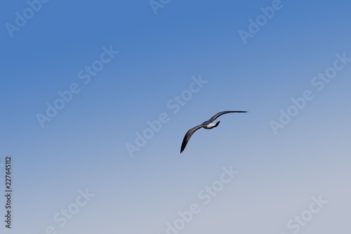 Close up one sea gull flying hovering in blue sky