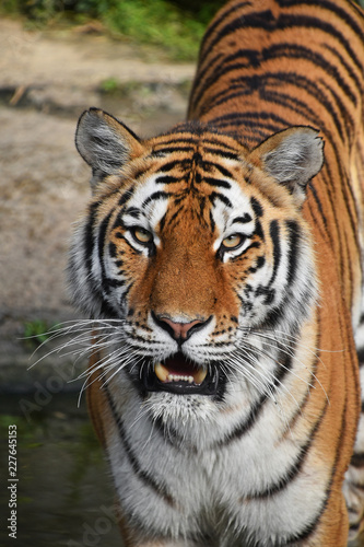 Close up front portrait of Siberian Amur tiger