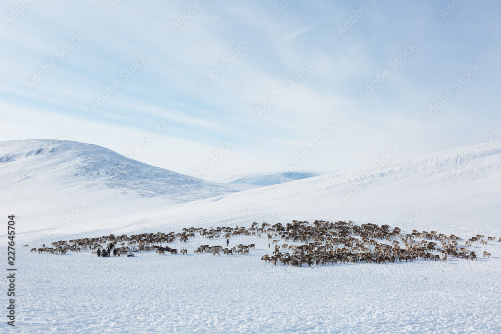 large herd of reindeers in winter, Yamal, Russia