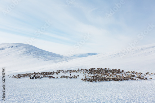 large herd of reindeers in winter, Yamal, Russia