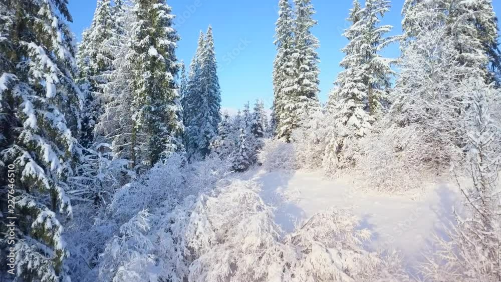 Flight over snowy mountain coniferous forest at sunset. Clear sunny frosty weather Flight over snowy mountain coniferous forest at sunset. Clear sunny frosty weather