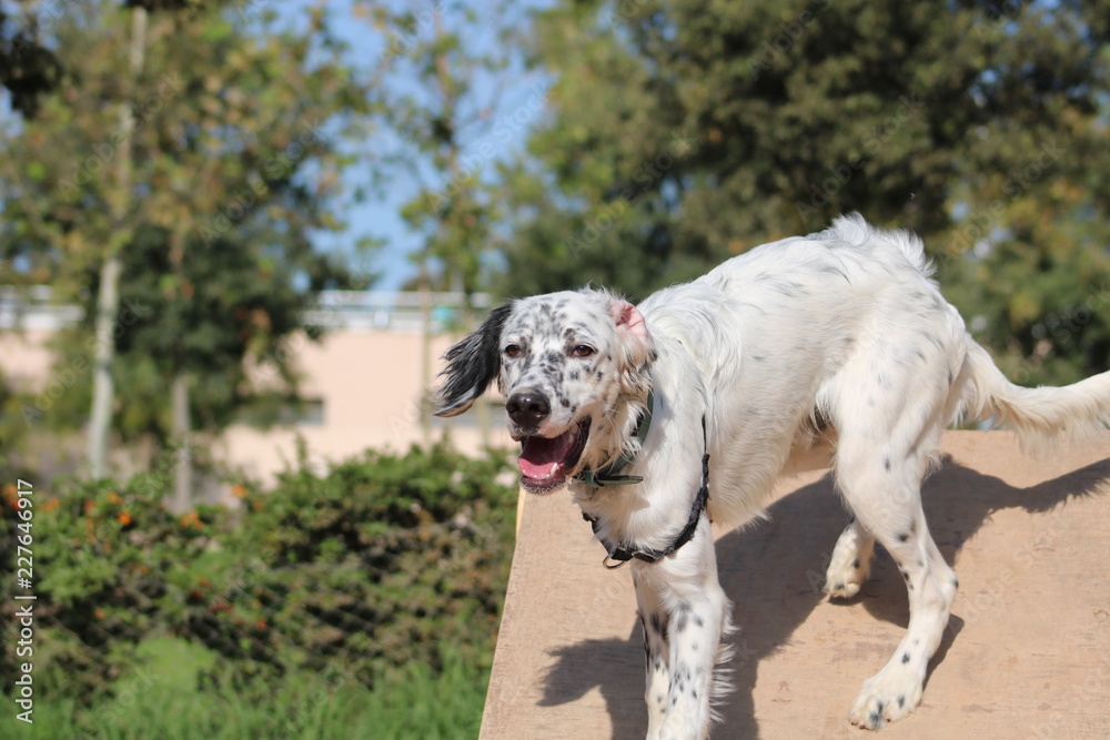 Fototapeta premium English setter in the park