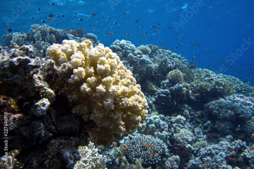 Coral reefs of Red Sea, Sharm el Sheikh, Egypt 