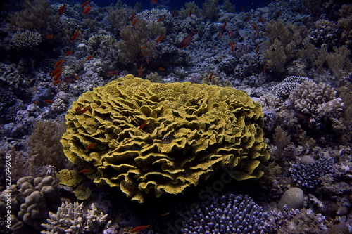 Coral reefs of Red Sea, Sharm el Sheikh, Egypt 