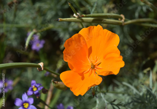 Fototapeta Naklejka Na Ścianę i Meble -  Striking California Orange Poppy Flower Blossom