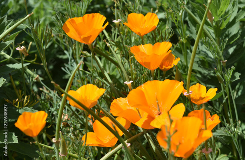 Fototapeta Naklejka Na Ścianę i Meble -  Brilliant California Poppy Flowers Blooming in a Garden