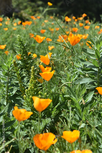Fototapeta Naklejka Na Ścianę i Meble -  Field Full of California Poppies in Bloom