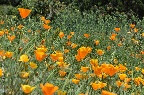 Fototapeta Naklejka Na Ścianę i Meble -  Wild Field Full of California Poppy Flowers