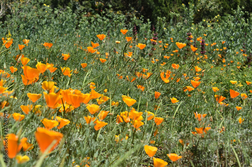 Fototapeta Naklejka Na Ścianę i Meble -  Field with Brilliant Blooming Orange Poppy Flowers
