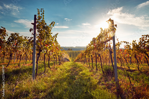 Картината върху платно Rows of colorful vineyards in sunny autumn day