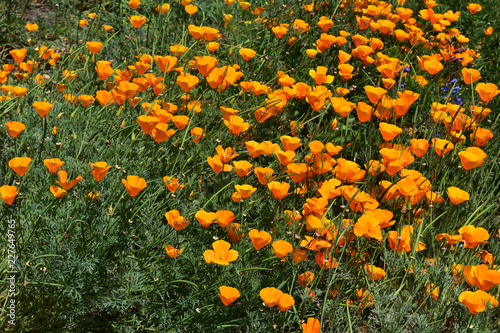 Fototapeta Naklejka Na Ścianę i Meble -  Fantastic Blooming California Poppies in a Field