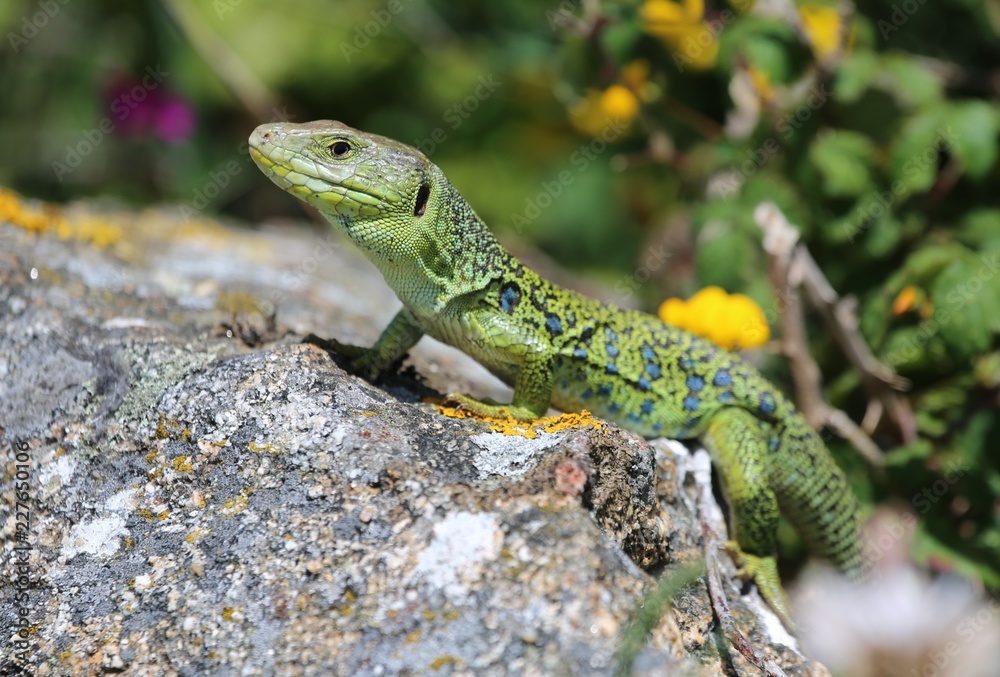 beautiful green and black lizard on rock at to Cape Finisterre (Cabo Fisterra), Spain beautiful green and black lizard on rock at to Cape Finisterre (Cabo Fisterra), Spain