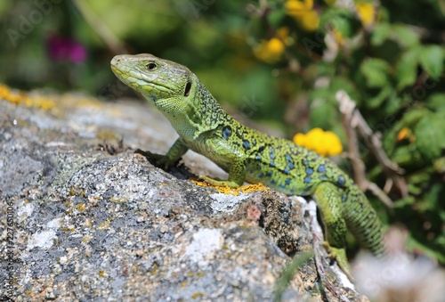 beautiful green and black lizard on rock at to Cape Finisterre (Cabo Fisterra), Spain © Ralph