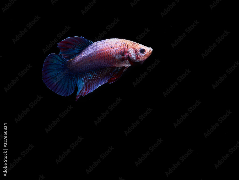 fighting fish fighting fish