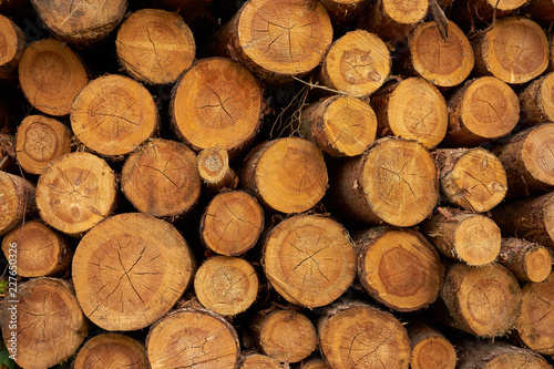 Dry chopped tree logs stacked on top of each other.