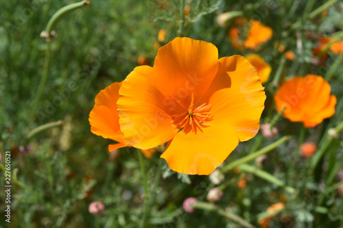 Fototapeta Naklejka Na Ścianę i Meble -  Gorgeous Flowering California Orange Poppy Flower Blossom