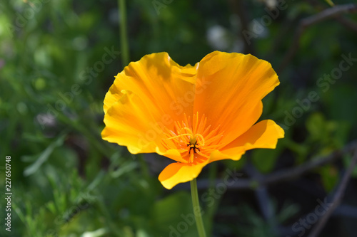 Fototapeta Naklejka Na Ścianę i Meble -  Beautiful Up Close Look at an Orange Poppy Flower