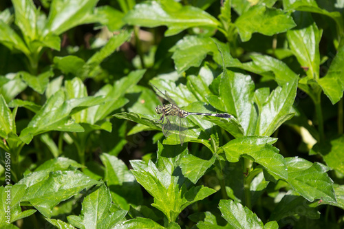 Wallpaper Mural Close up of black and green dragonfly Torontodigital.ca