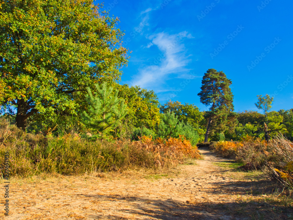 Fototapeta premium Herbst in der Wahner Heide