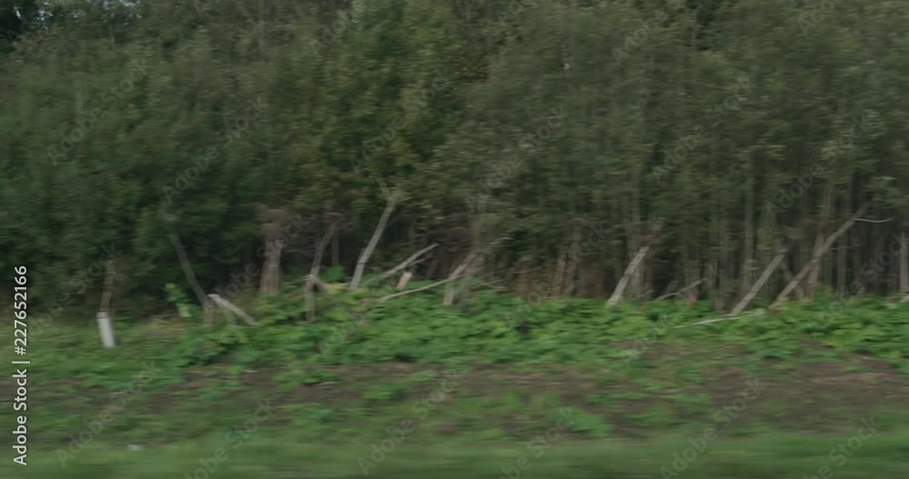 Slow motion driving plate side view of mixed forest in early autumn from moving car Slow motion driving plate side view of mixed forest in early autumn from moving car
