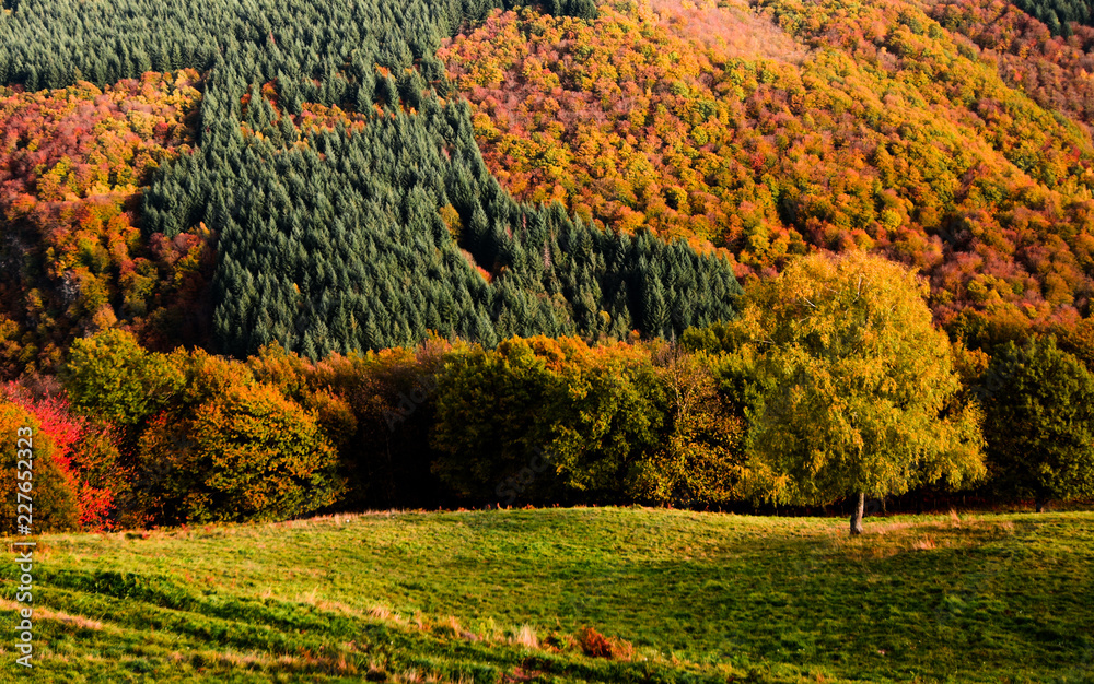 Paysage forêt d'automne, Aubrac, France 