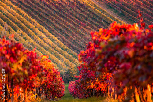 Fotografie Castelvetro, Vineyards in color, autumn