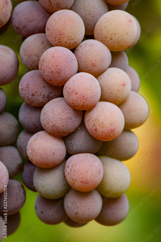 Fresh bunch of grapes on blurred background. Fresh bunch of grapes on blurred background.