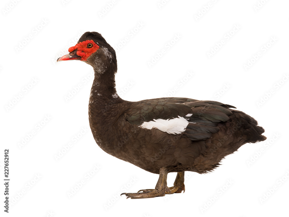 Muscovy duck isolated