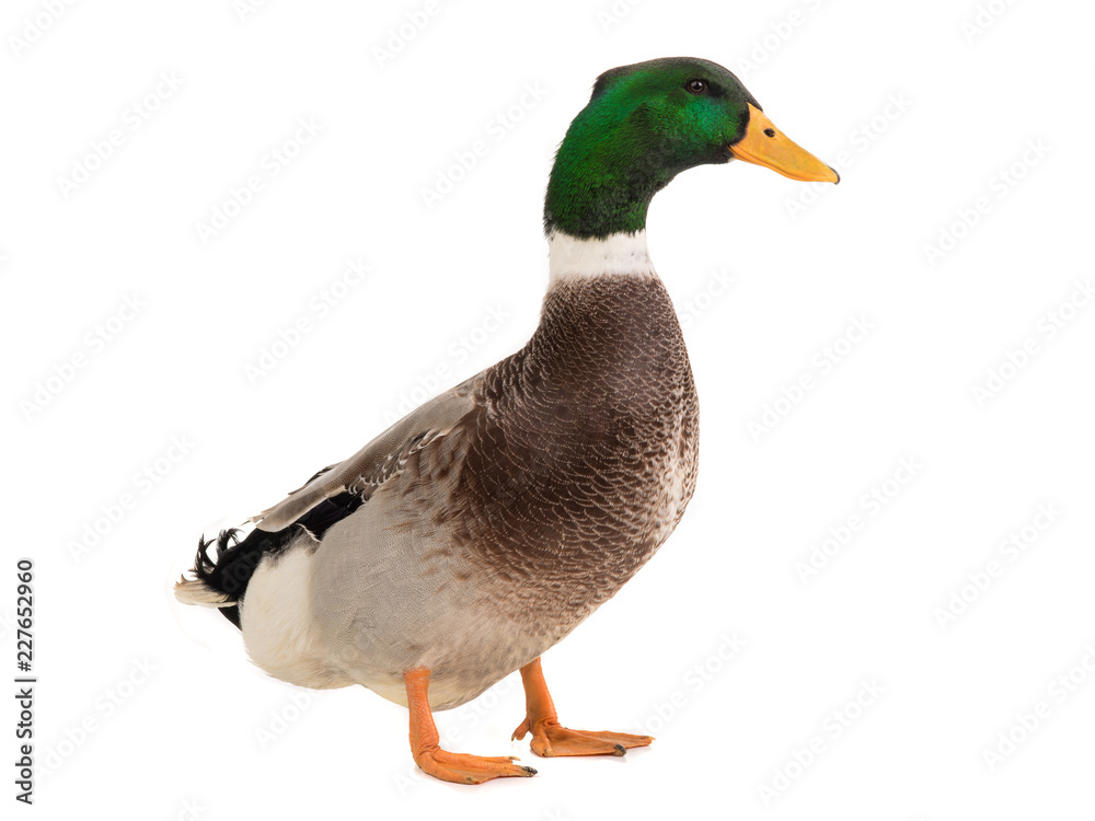 male brown duck isolated male brown duck isolated
