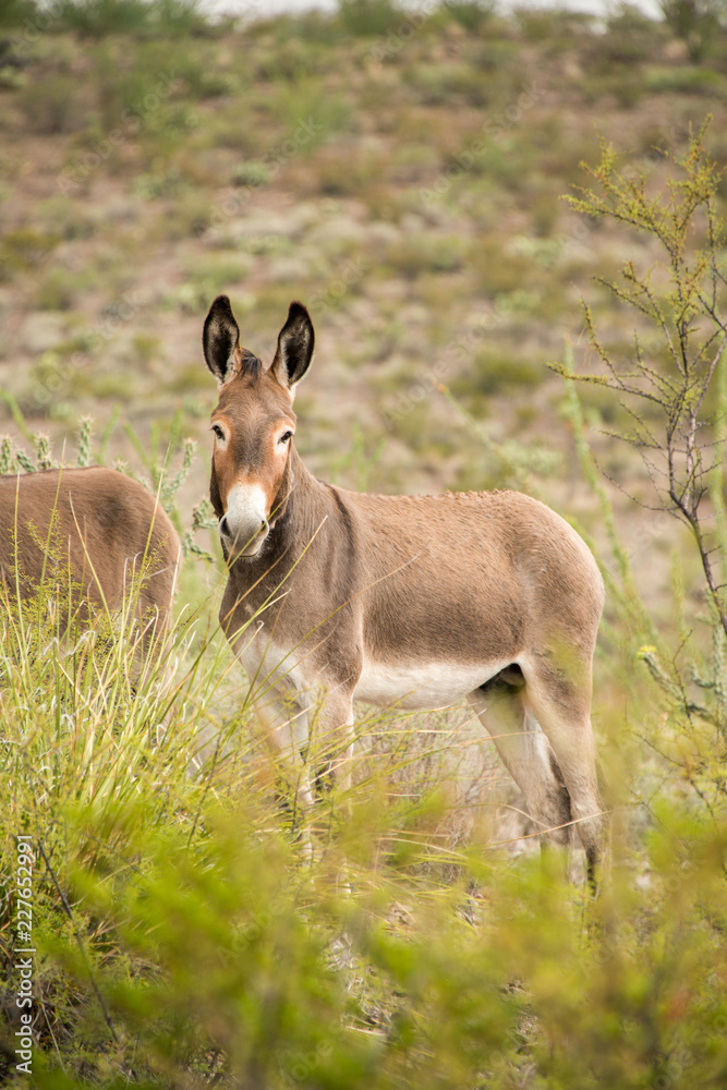 Wild Donkeys in Big Bend Ranch State Park, Texas Wild Donkeys in Big Bend Ranch State Park, Texas