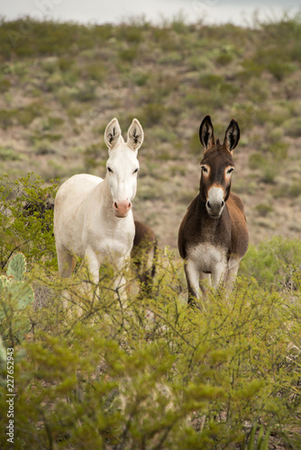 Wild Donkeys in Big Bend Ranch State Park, Texas