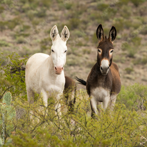 Wild Donkeys in Big Bend Ranch State Park