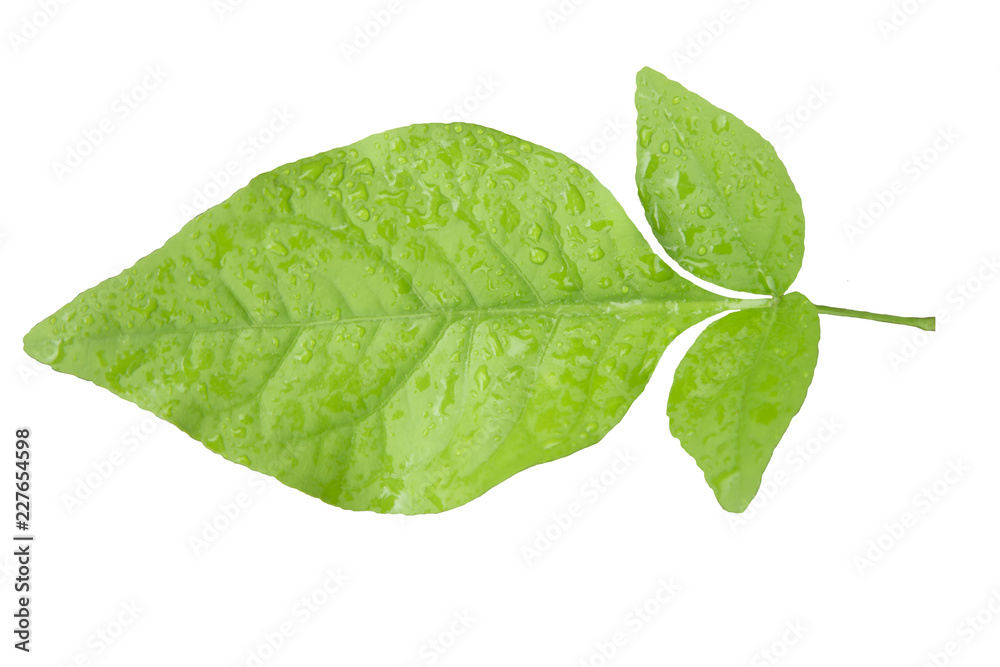 Green leaf with water droplets on white background. Green leaf with water droplets on white background.