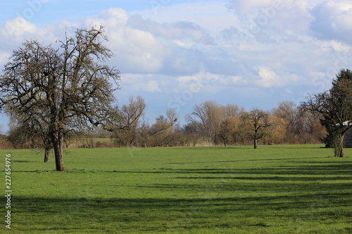 single tree in the field