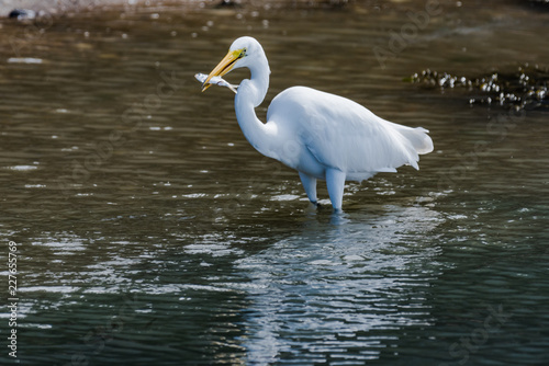 Great egret catching live fish in harbor