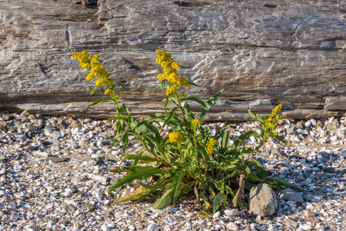 Goldenrod flowers growing on shell beach with driftwood in background