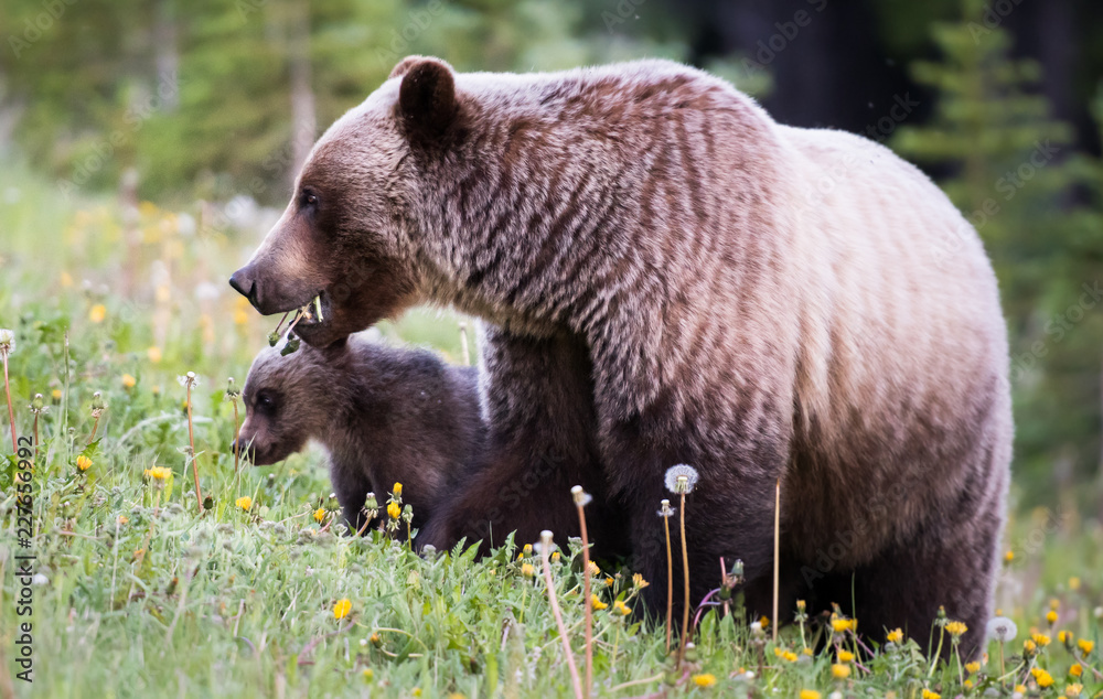 Fototapeta premium Grizzly bear