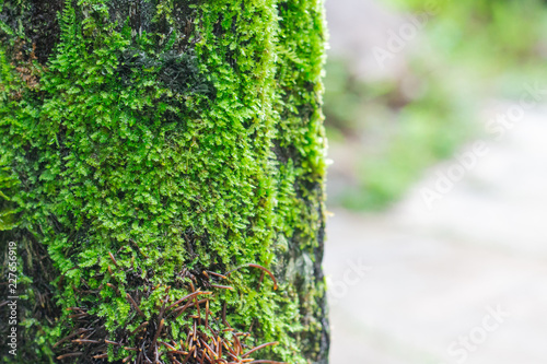 Green moss on trees in rainforest