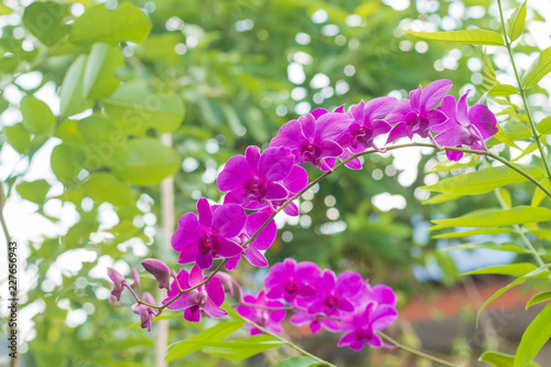 Purple  Orchid flower in the garden. shallow depth of field.