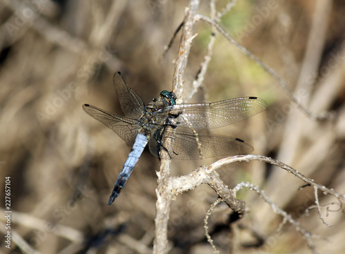 libellule et brindille