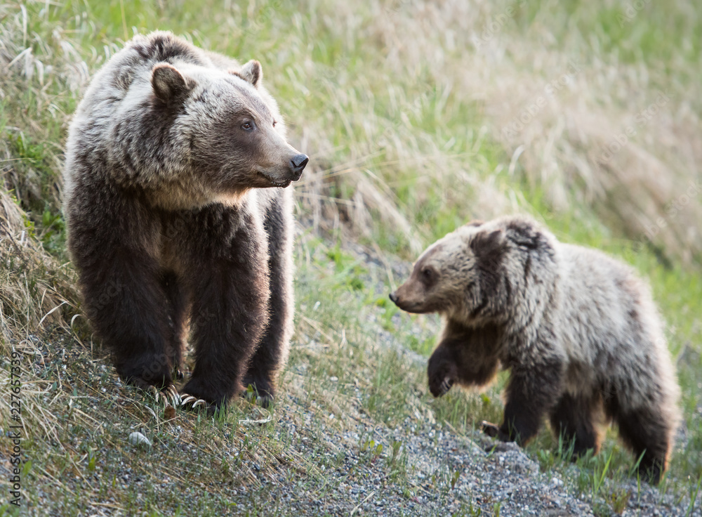 Fototapeta premium Grizzly bear