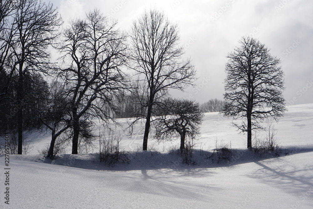 Silhouette d'abres en hiver