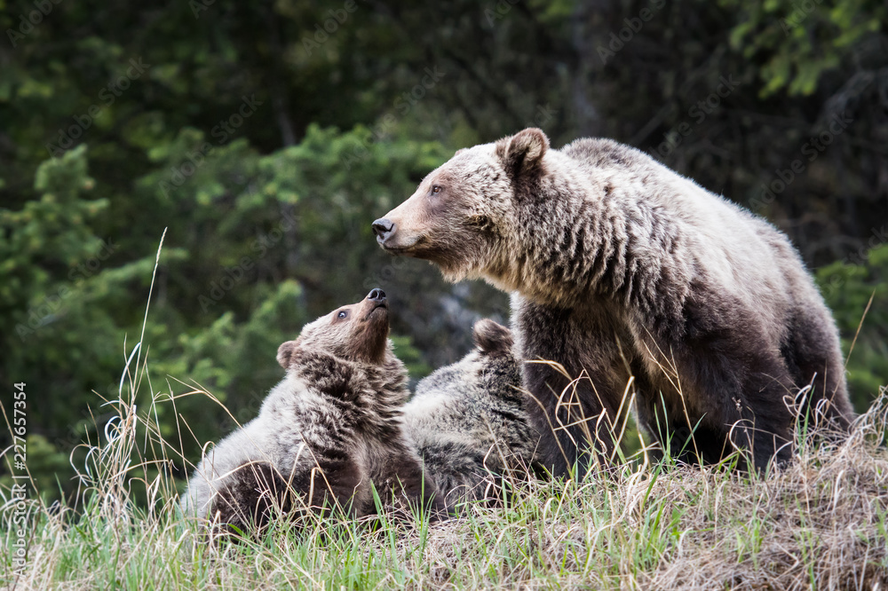 Fototapeta premium Grizzly bear