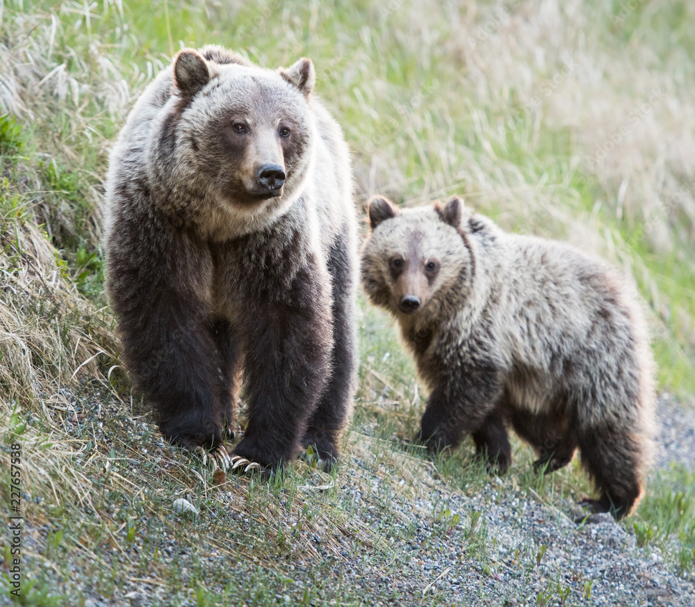 Grizzly bear Grizzly bear