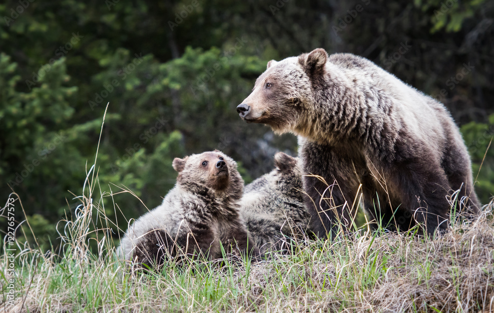 Fototapeta premium Grizzly bear